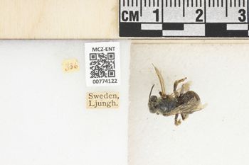 Media type: image;   Entomology 774122 Aspect: Labels